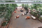 First Cow Garden with artificial floor of farmer Bomers in the Netherlands.