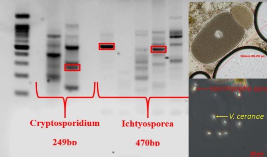 Screening of samples by PCR and microscopy